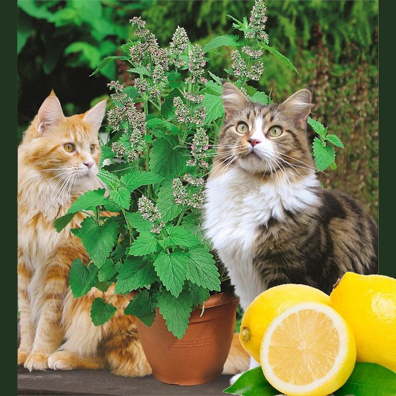 Limonlu kedi nanesi fidesi nepeta cataria lemon catmint