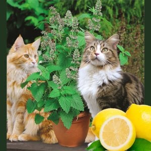 Limonlu kedi nanesi fidesi nepeta cataria lemon catmint