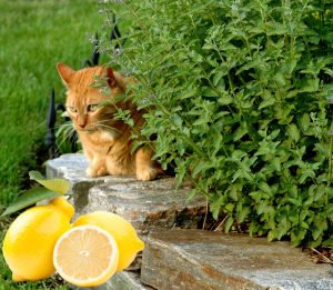 Limonlu kedi nanesi fidesi nepeta cataria lemon catmint