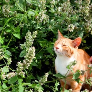 Limonlu kedi nanesi fidesi nepeta cataria lemon catmint