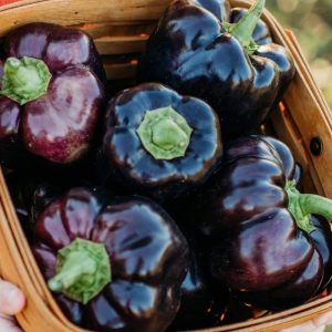 Mor dolmalık biber tohumu sweet purple beauty bell pepper