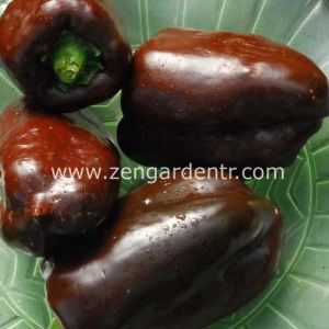 Çikolata renkli biber tohumu pepper sweet chocolate