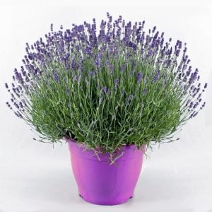 Lavanta heterophylla fidesi lavandula