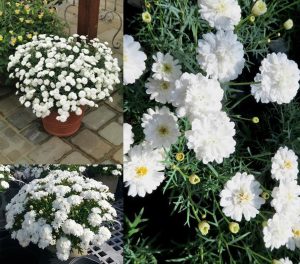 Katlı beyaz çeşme papatyası fidesi argyranthemum double white