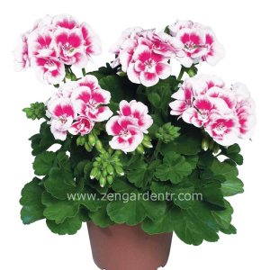 Pembe beyaz sardunya fidesi ithal pelargonium grandeur white splash