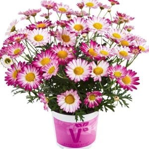 Kontürlü pembe çeşme papatyası fidesi argyranthemum bicolor rose