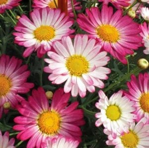 Kontürlü pembe çeşme papatyası fidesi argyranthemum bicolor rose