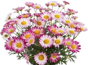 Kontürlü pembe çeşme papatyası fidesi argyranthemum bicolor rose