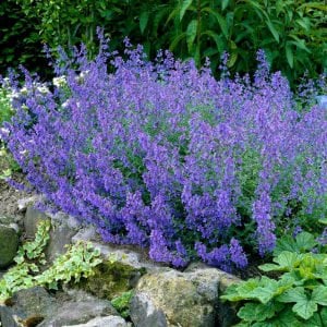 Nepeta çiçeği fidesi nepeta racemosa select