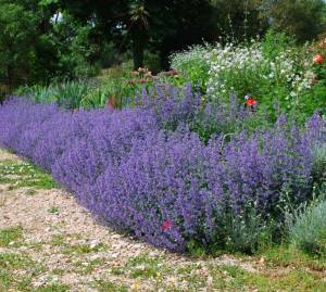 Nepeta çiçeği fidesi nepeta racemosa select