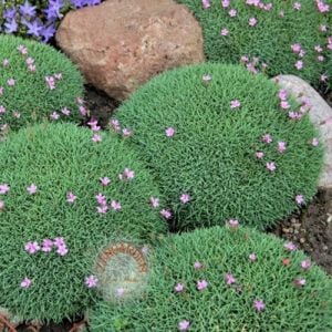 Yoğun kokulu alpin karanfil dianthus erinaceus alpinus