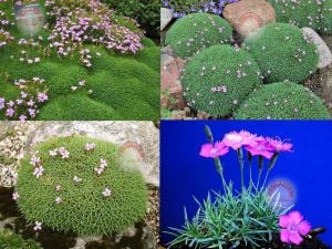 Yoğun kokulu alpin karanfil dianthus erinaceus alpinus