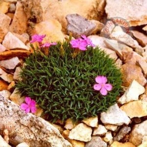 Yoğun kokulu alpin karanfil dianthus erinaceus alpinus