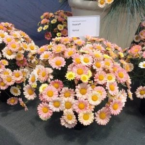 Alaca şeftali çeşme papatyası fidesi argyranthemum apricot