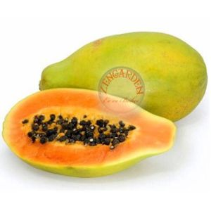 Tropik carica papaya tohumu