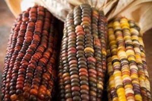 Renkli mısır tohumu atalık kızılderili indian rainbow
