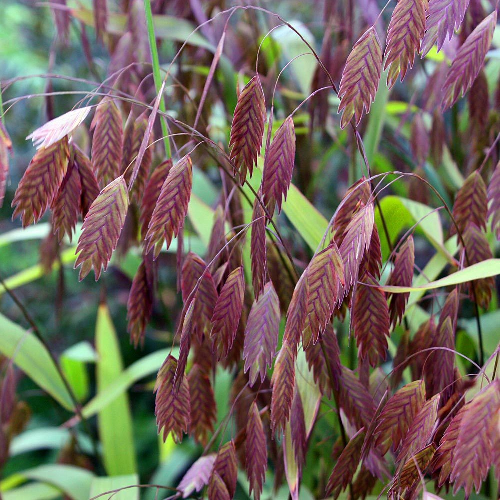 Kazmantiyum süs çimi tohumu chasmanthium latifolium