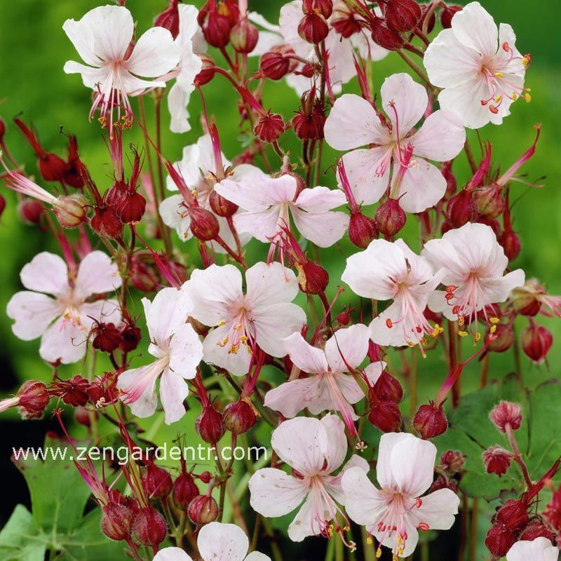 Beyaz pembe ıtır sardunya rizomu dona dayanıklı geranium spessart