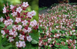 Beyaz pembe ıtır sardunya rizomu dona dayanıklı geranium spessart