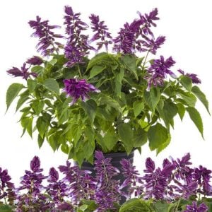 Dev mavi çiçekli salvia gigantimo fidesi blue stripe