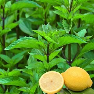 Limonlu nane fidesi mentha gentilis lemon