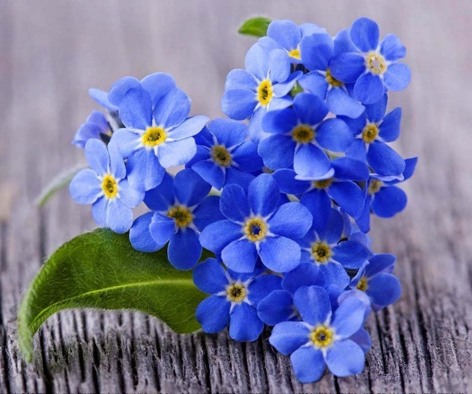 Viktorya mavisi beni unutma çiçeği tohumu myosotis victoria blue indigo