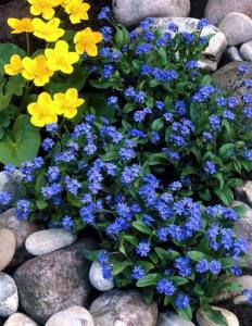 Viktorya mavisi beni unutma çiçeği tohumu myosotis victoria blue indigo