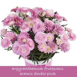 Aramis double pink çeşme papatyası fidesi argyranthemum