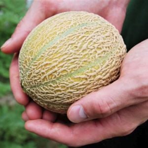 Minyatür minesota kavun tohumu geleneksel minnesota midget melon heirloom seeds