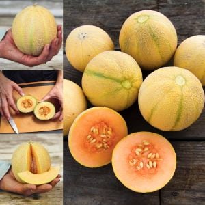 Minyatür minesota kavun tohumu geleneksel minnesota midget melon heirloom seeds