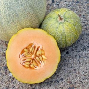 Minyatür minesota kavun tohumu geleneksel minnesota midget melon heirloom seeds