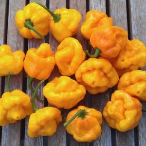 Sarı jamaika acı biber tohumu yellow scotch bonnet jamaican