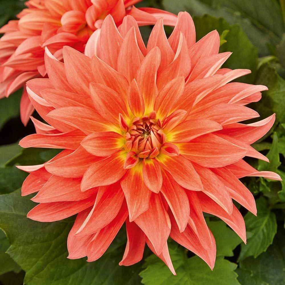 Yıldız çiçeği fidesi dalya dahlia lubega XL orange