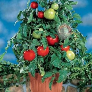 Baxter saksı domates tohumu erkenci baxter early bush tomato seeds