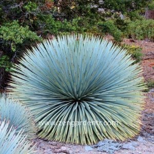 Agave stricta yetişmiş saksıda sukulent bitki