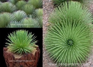 Agave stricta yetişmiş saksıda sukulent bitki