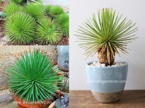 Agave stricta yetişmiş saksıda sukulent bitki