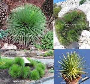 Agave stricta yetişmiş saksıda sukulent bitki