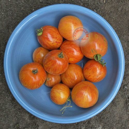 Elberta şeftali domates tohumu geleneksel elberta peach heirloom tomato seeds