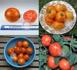 Elberta şeftali domates tohumu geleneksel elberta peach heirloom tomato seeds