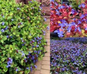 Ceratostigma plumbaginoides fidesi autumn blue