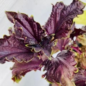 Kızıl mor fırfır kenarlı iri yapraklı reyhan tohumu purple ruffles basil