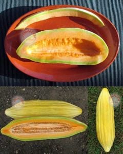 Muz kavun tohumu melon banana seeds