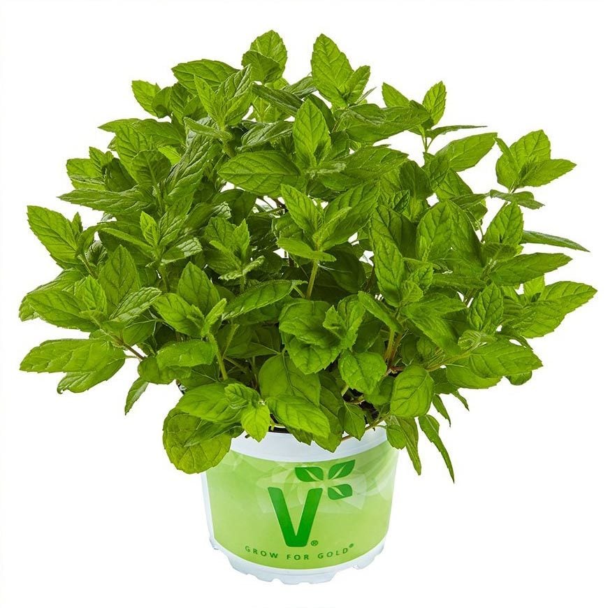 Casablanca çaylık nane fidesi mentha spicata