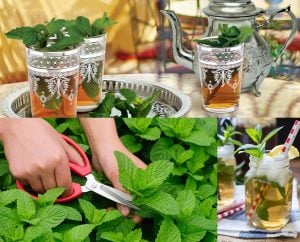 Casablanca çaylık nane fidesi mentha spicata