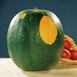 Moon and stars karpuz tohumu geleneksel heirloom watermelon seeds