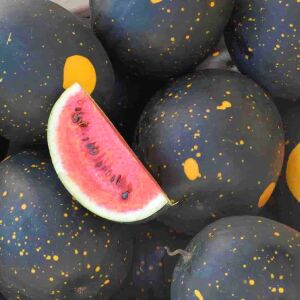 Moon and stars karpuz tohumu geleneksel heirloom watermelon seeds