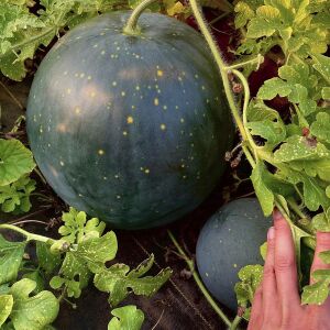 Moon and stars karpuz tohumu geleneksel heirloom watermelon seeds