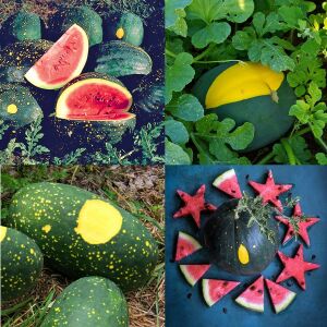 Moon and stars karpuz tohumu geleneksel heirloom watermelon seeds