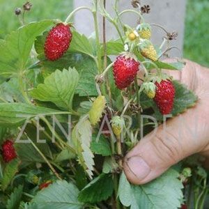 Vesca çilek tohumu geleneksel doğal çilek fragaria